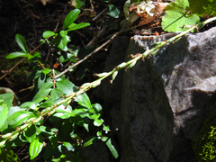 Platanthera unalascensis