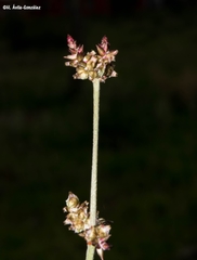 Froelichia interrupta