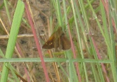 Polites themistocles