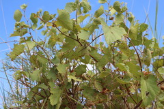 Vitis acerifolia
