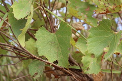 Vitis acerifolia
