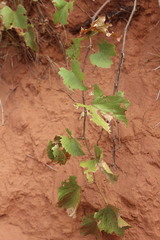 Vitis acerifolia
