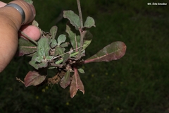 Froelichia interrupta