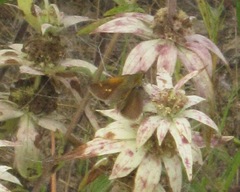 Polites themistocles