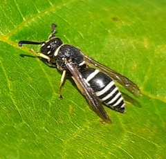 Euodynerus planitarsis