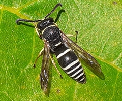 Euodynerus planitarsis