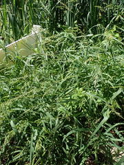 Echinochloa frumentacea