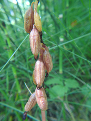 Corallorhiza striata