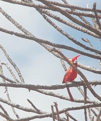 Cardinalis phoeniceus