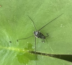 Trepobates subnitidus