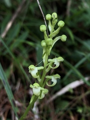 Platanthera devolii