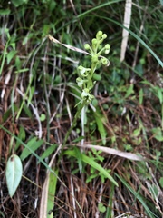 Platanthera devolii