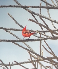 Cardinalis phoeniceus