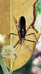 Zelus laticornis