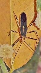 Zelus laticornis