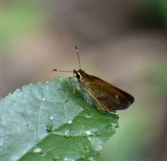 Synapte malitiosa
