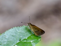 Synapte malitiosa