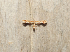 Oxyptilini