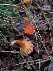 Pseudohygrocybe