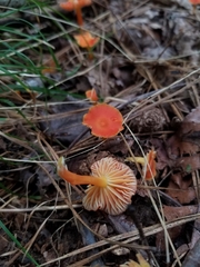 Pseudohygrocybe