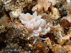 Phyllodesmium crypticum