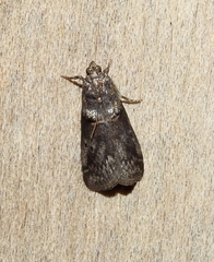Acrobasis elyi