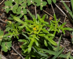 Melampodium sericeum