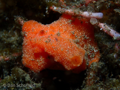 Sclerodoris tuberculata