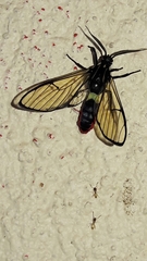 Argyroeides ophion