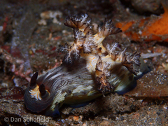 Nembrotha mullineri