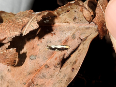 Monopis dorsistrigella