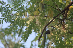 Polygonus leo arizonensis