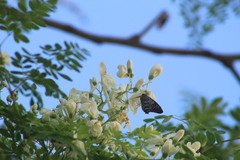 Polygonus leo arizonensis