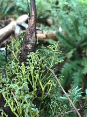 Arceuthobium tsugense tsugense