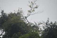 Pteroglossus pluricinctus