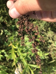 Rumex pseudonatronatus