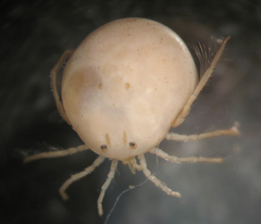 Hydrachnidae
