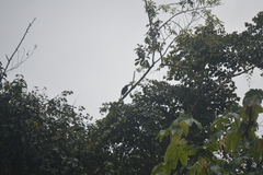 Pteroglossus pluricinctus