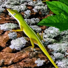Anolis carolinensis