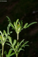 Melampodium sericeum