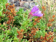 Penstemon fruticosus
