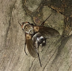 Microphthalma disjuncta