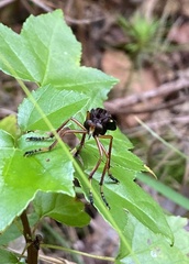 Diogmites platypterus