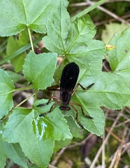 Diogmites platypterus