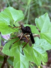 Diogmites platypterus