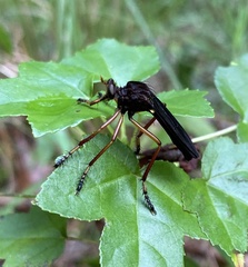 Diogmites platypterus