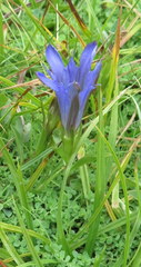 Gentiana newberryi newberryi