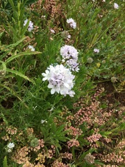Gilia capitata abrotanifolia