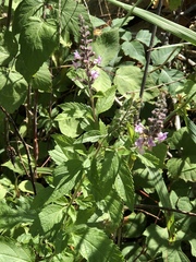 Teucrium canadense