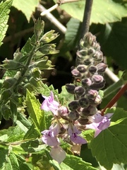Teucrium canadense